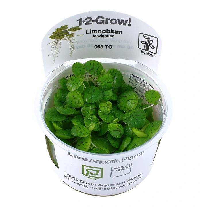 Tropica Limnobium laevigatum 1-2-GROW
